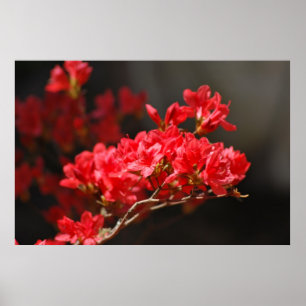 Red Azaleas and meaning Poster