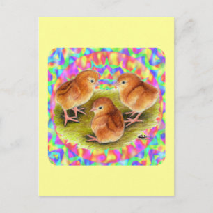 Red  Baby Chicks Postcard