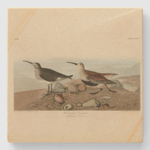 Red backed Sandpiper - Audubon's Birds of America Stone Coaster
