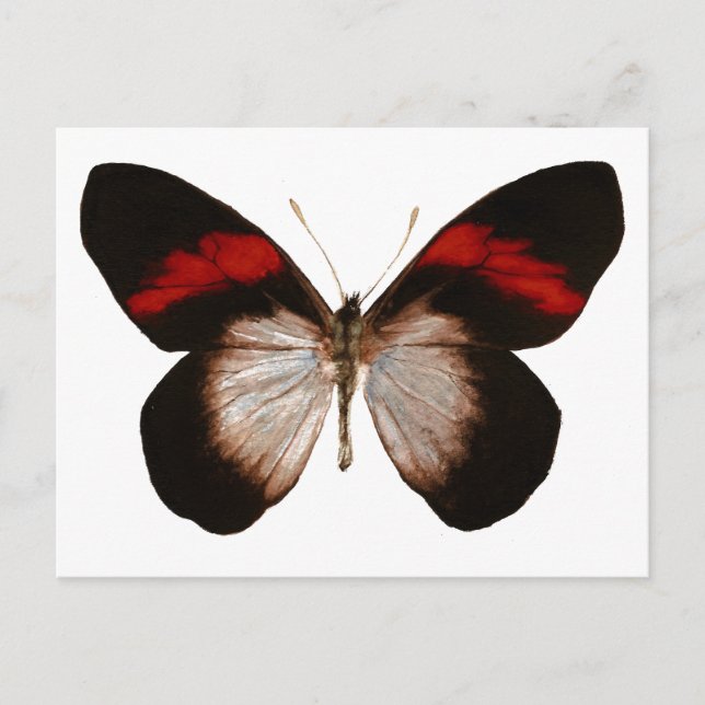 Red Banded Pereute - Customised Postcard (Front)