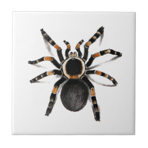 Red Banded Tarantula Spider Tile
