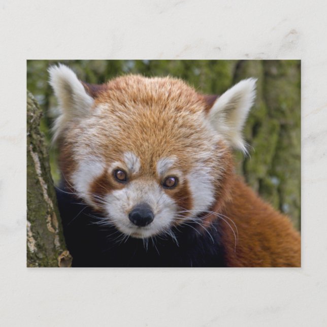 Red Bandit Postcard (Front)