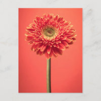 Red Barberton Gerbera Daisy Flower
