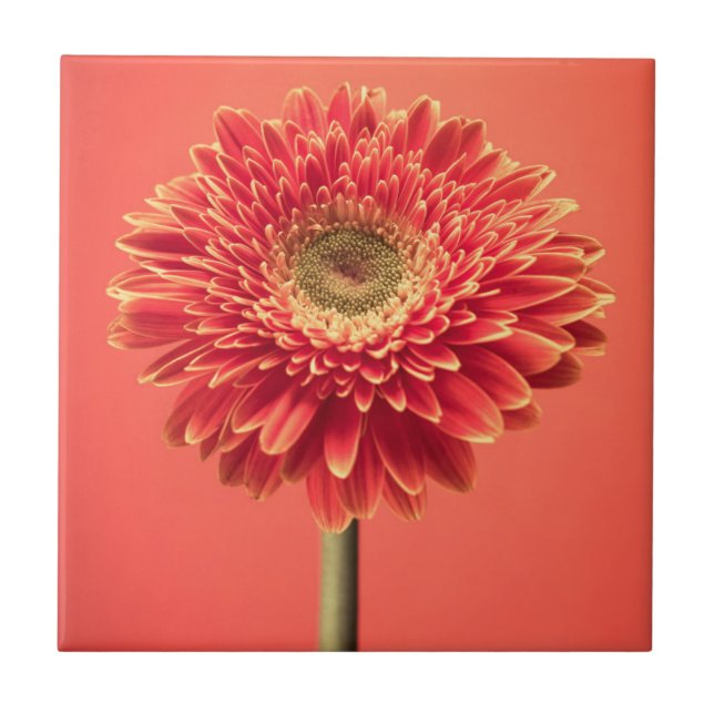 Red Barberton Gerbera Daisy Flower Tile (Front)