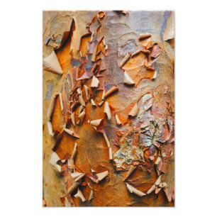 Red Bark Photo Print