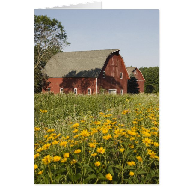 Red Barn and Yellow Wildflowers (Front)