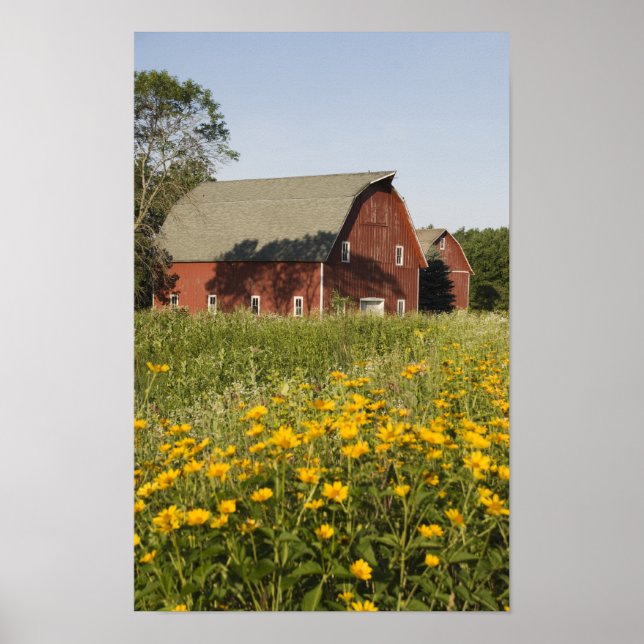 Red Barn and Yellow Wildflowers Poster (Front)