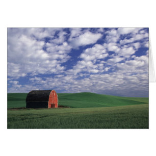 Red barn in wheat & barley field in Whitman