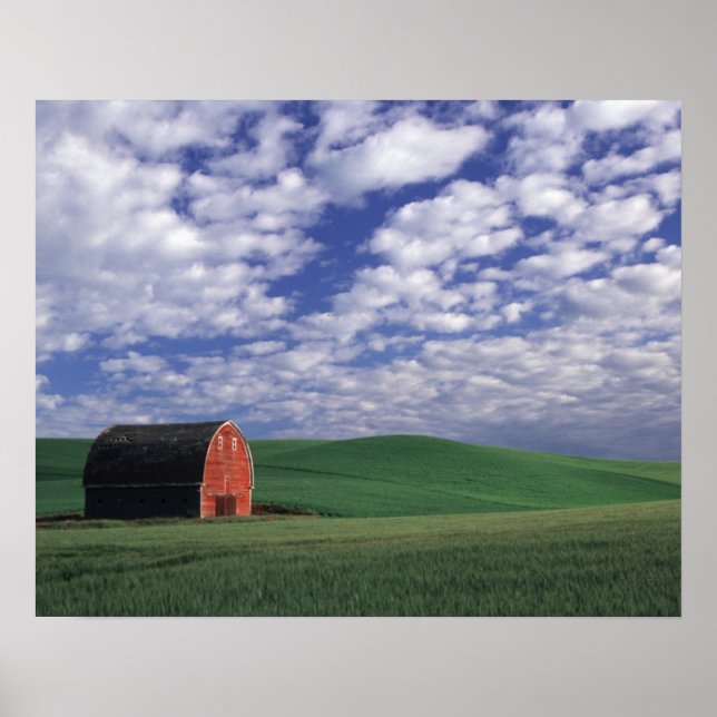 Red barn in wheat & barley field in Whitman Poster (Front)