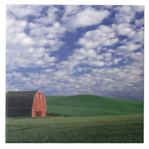 Red barn in wheat & barley field in Whitman Tile