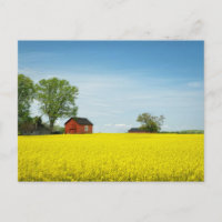 Red Barn Standing Guard Over a Canola Field