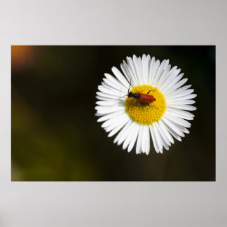 Red Beetle on White Daisy Macro Poster