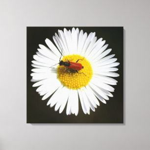 Red Beetle on White Daisy Macro Poster Canvas Print