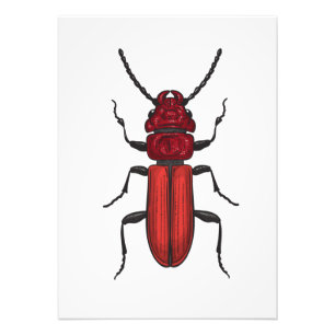 Red beetle photo print