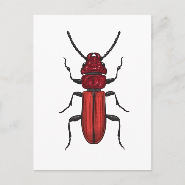 Red beetle postcard (Front)