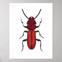 Red beetle