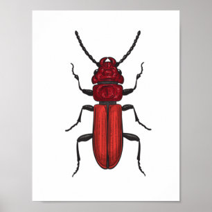 Red beetle poster