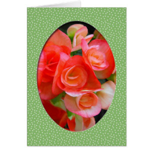 red begonia flowers
