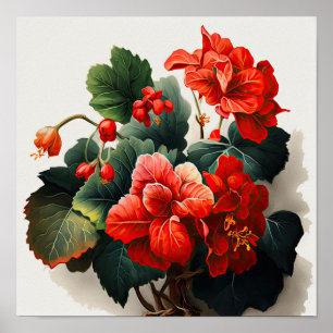 Red Begonias Flower Art Print Poster