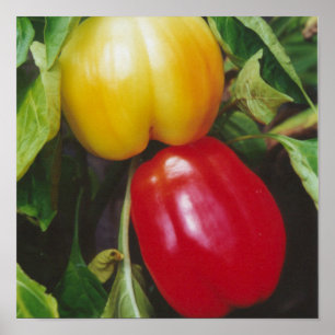 Red Bell Peppers Ripen on Plant with Leaves Poster