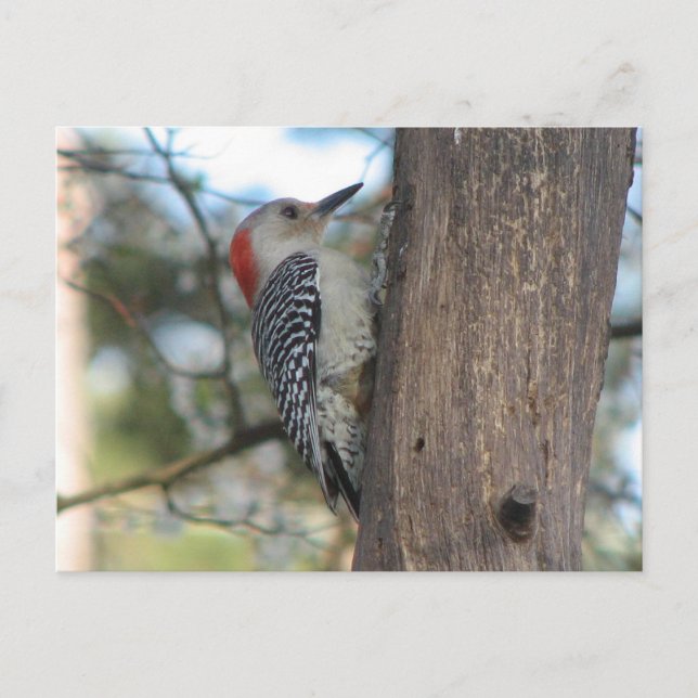 Red-bellied Female Postcard (Front)