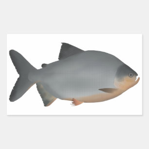 Red-bellied Pacu Rectangular Sticker
