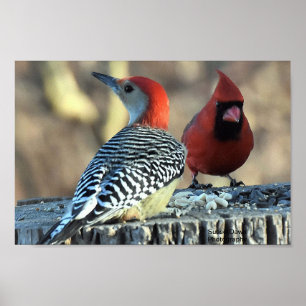 Red-Bellied Woodpeck and Red Cardinal Poster