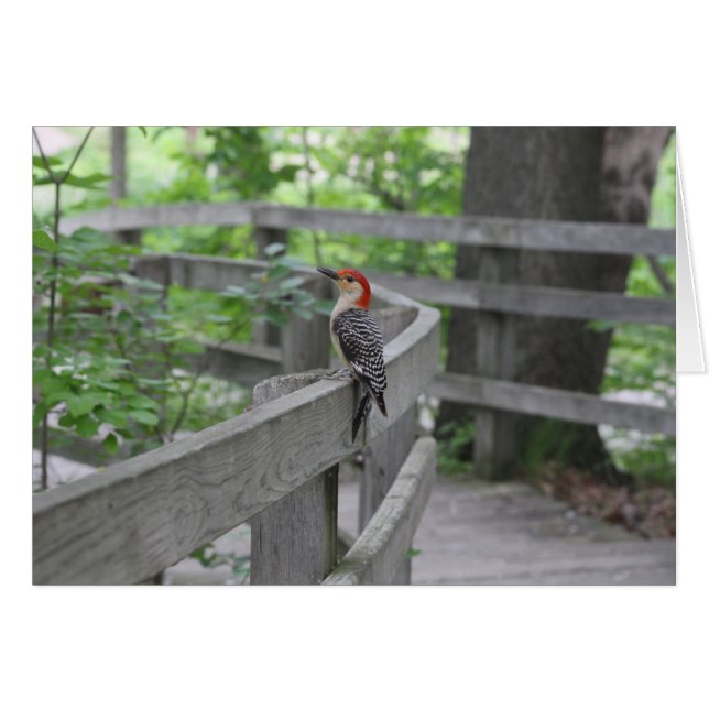 Red-bellied woodpecker (Front Horizontal)