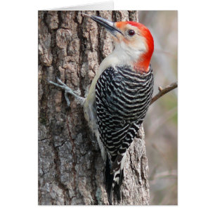 Red-Bellied Woodpecker