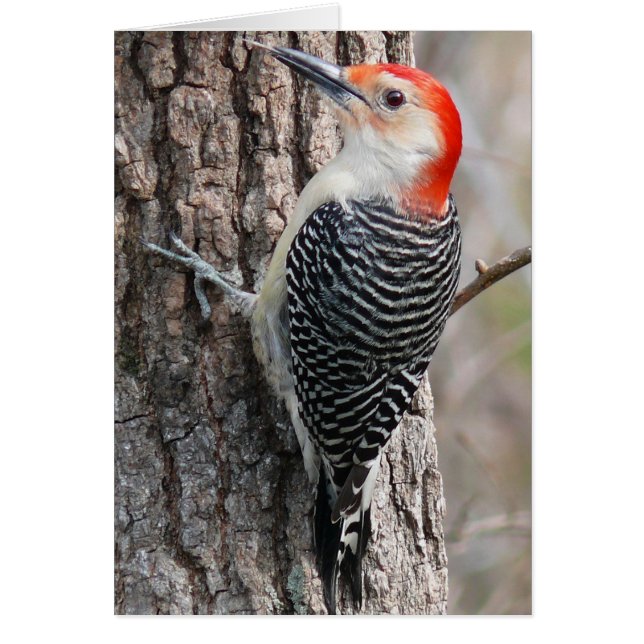 Red-Bellied Woodpecker (Front)