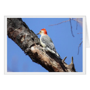 Red-bellied Woodpecker