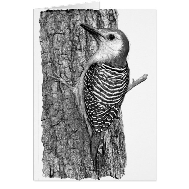 Red-bellied Woodpecker (Front)