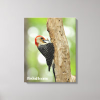 Red-Bellied Woodpecker