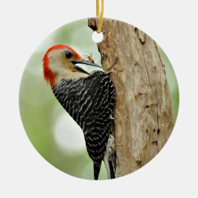Red-Bellied Woodpecker Ceramic Tree Decoration (Front)