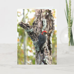 Red Bellied Woodpecker Greeting Card