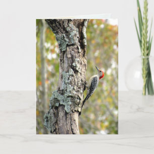 Red Bellied Woodpecker Greeting Card