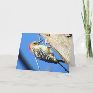 Red-bellied Woodpecker Greeting Card