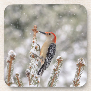Red-bellied Woodpecker in the snow Coaster