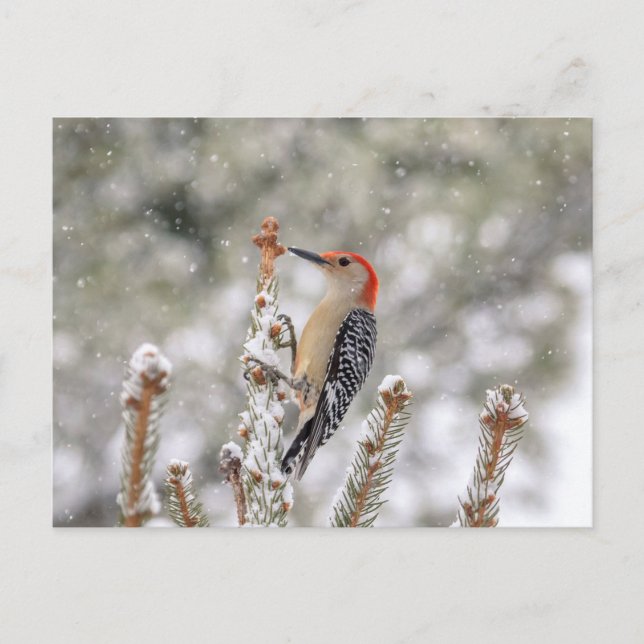 Red-bellied Woodpecker in the snow Postcard (Front)