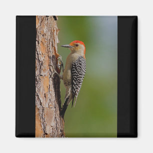 Red-bellied Woodpecker Magnet