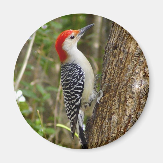 Red Bellied Woodpecker Magnet (Front)