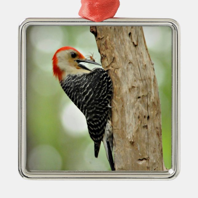 Red-Bellied Woodpecker Metal Tree Decoration (Front)