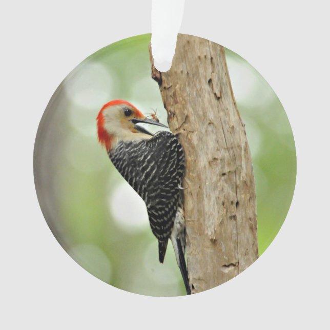 Red-Bellied Woodpecker Ornament (Front)
