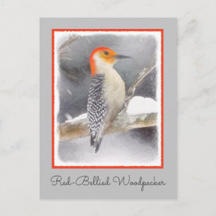 Red-Bellied Woodpecker Painting Original Bird Art Postcard