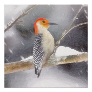 Red-Bellied Woodpecker Painting Original Bird Art Poster