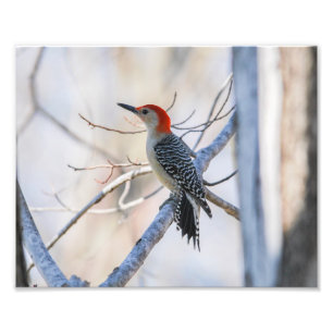 Red-bellied woodpecker photo print
