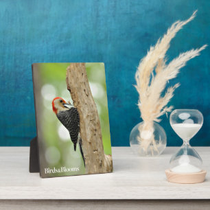 Red-Bellied Woodpecker Plaque