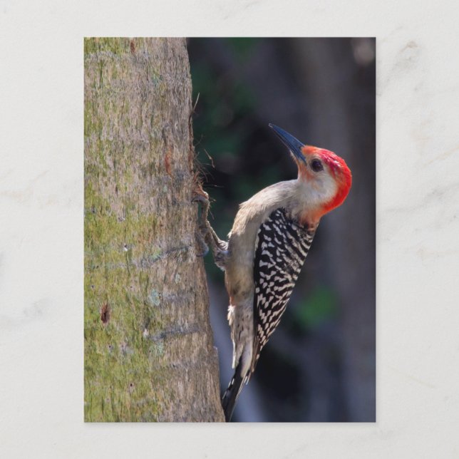 Red-bellied Woodpecker Postcard (Front)