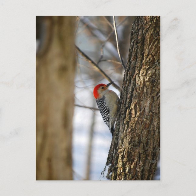 Red-Bellied Woodpecker Postcard (Front)