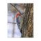 Red-Bellied Woodpecker Postcard